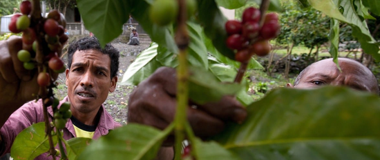Understanding Single Origin Coffee Farms: Exploring East Timor Maubisse